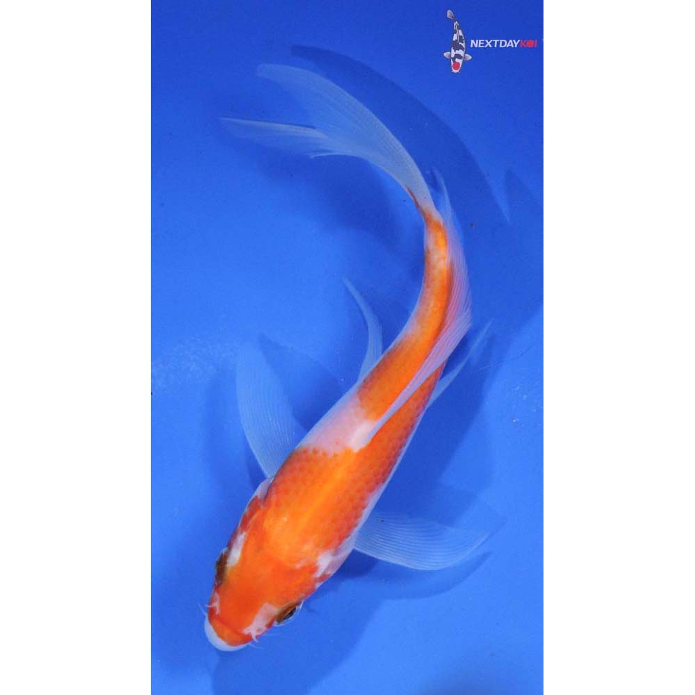 5” Imported Kohaku Butterfly Koi