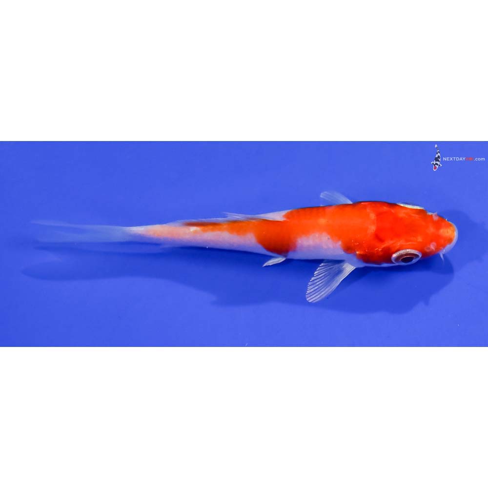 3” Imported Hariwake
