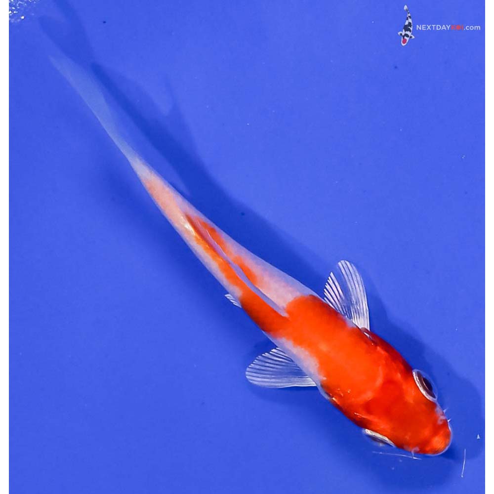 3” Imported Hariwake