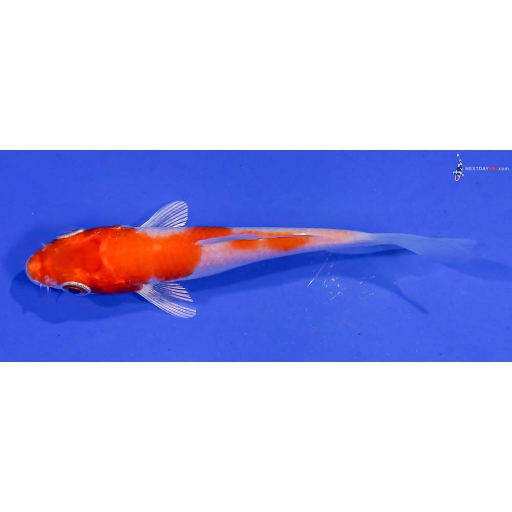 3” Imported Hariwake