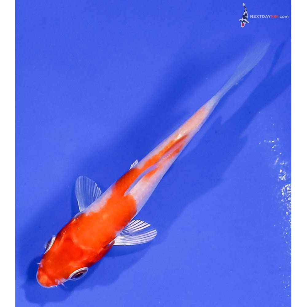 3” Imported Hariwake