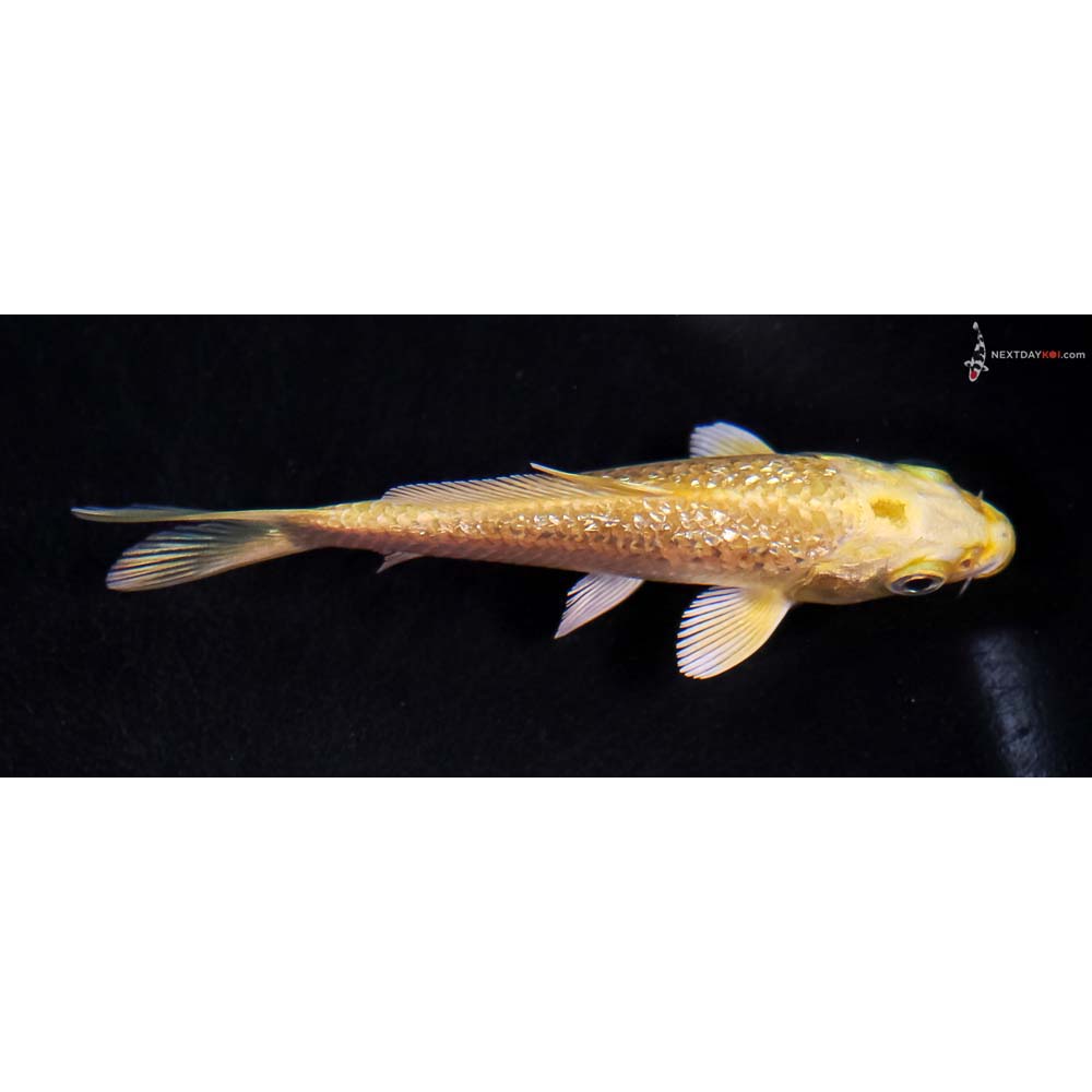 3.5” Imported Gin Rin Yamabuki Ogon