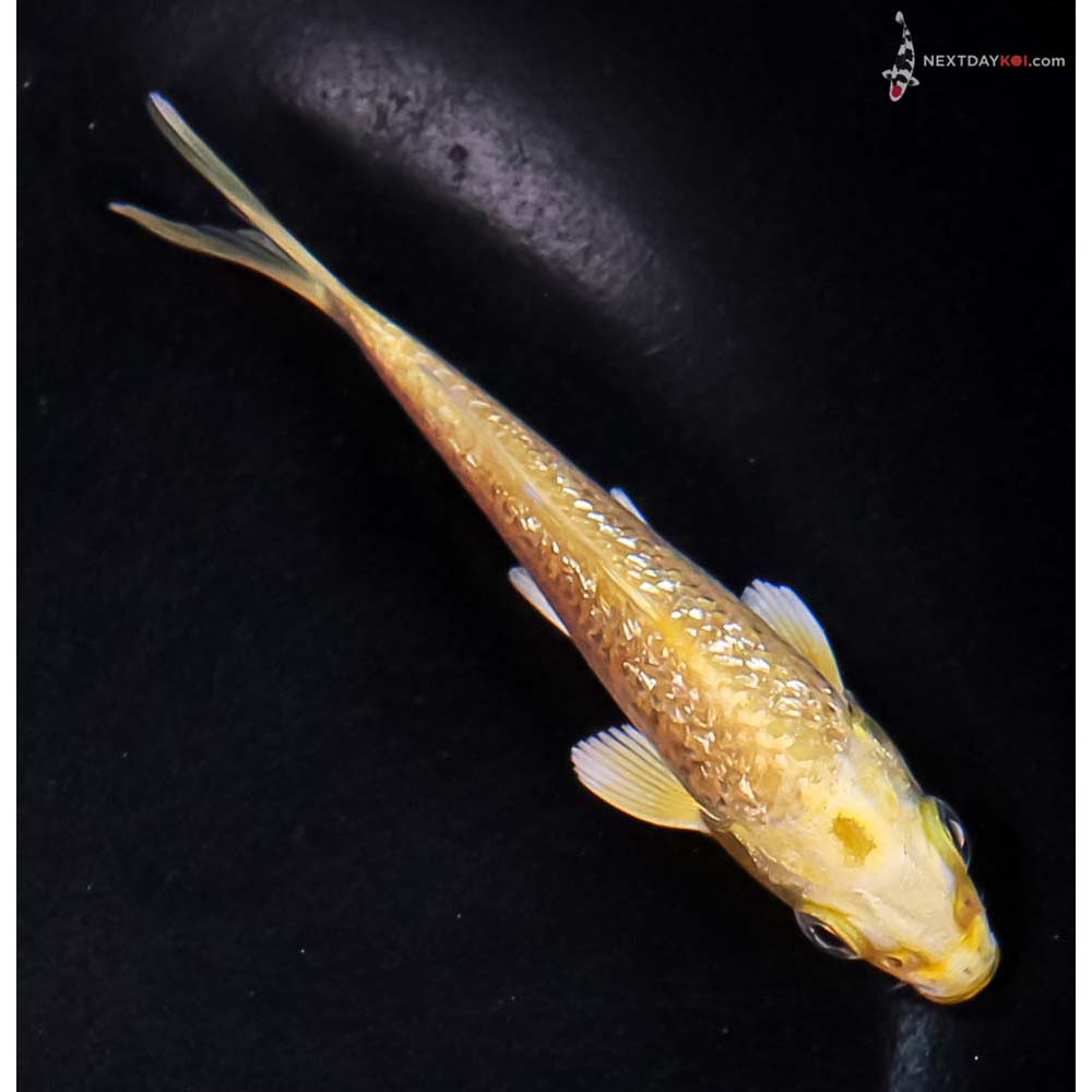 3.5” Imported Gin Rin Yamabuki Ogon