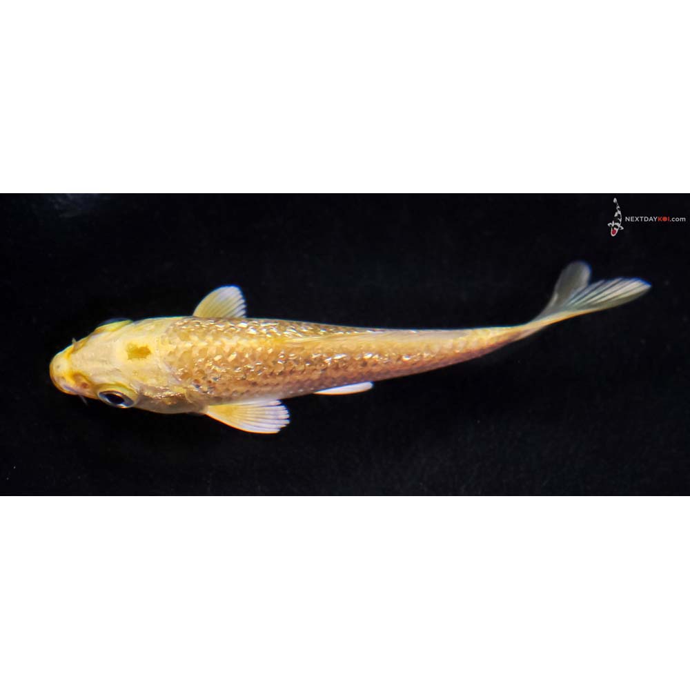 3.5” Imported Gin Rin Yamabuki Ogon