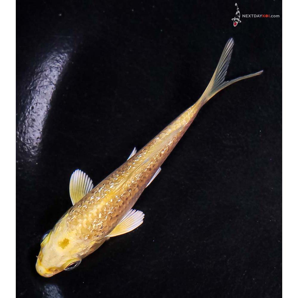3.5” Imported Gin Rin Yamabuki Ogon