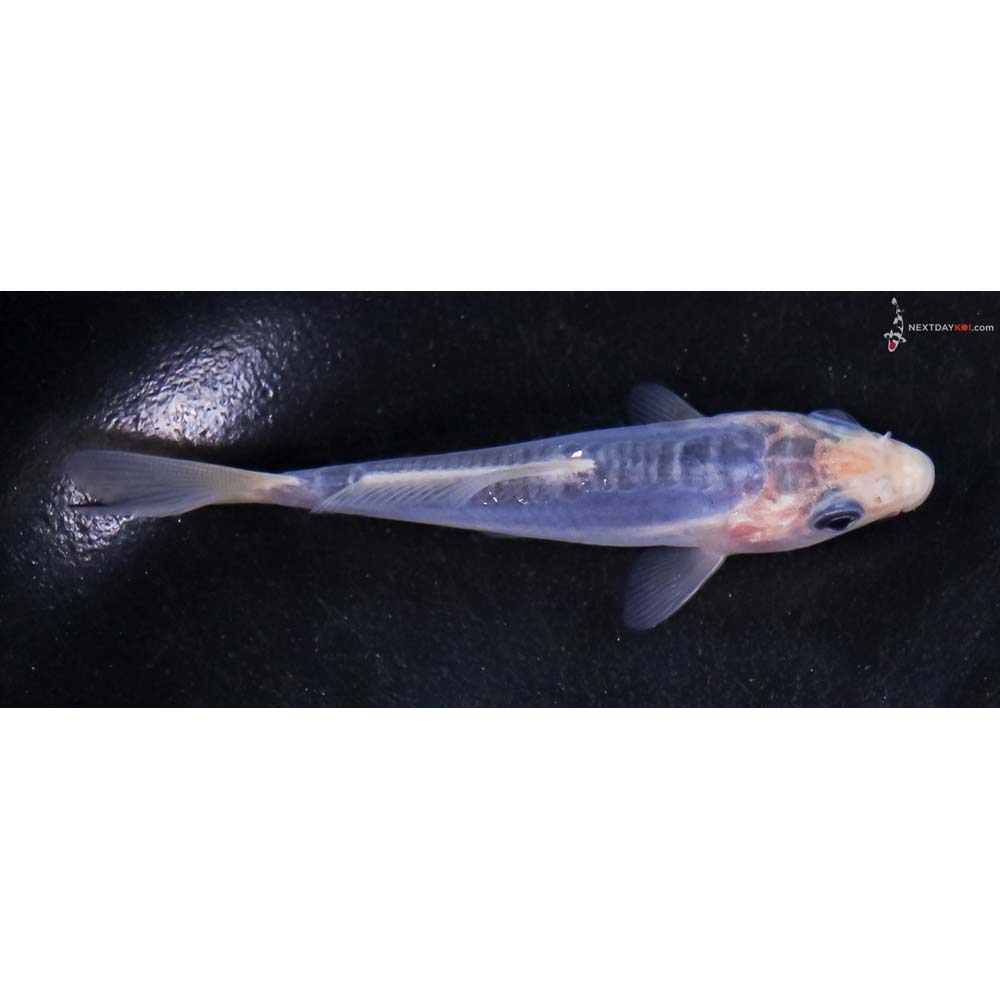 3.5” Imported Shusui