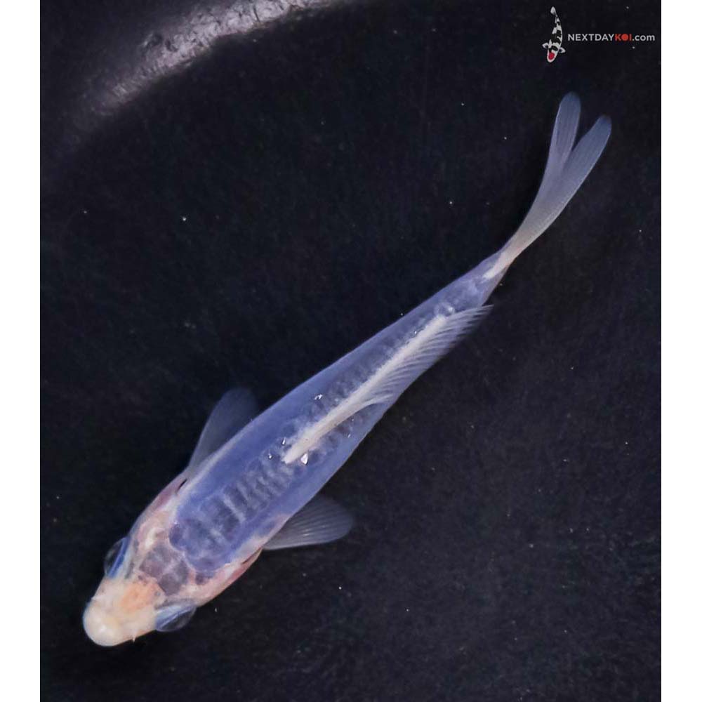 3.5” Imported Shusui
