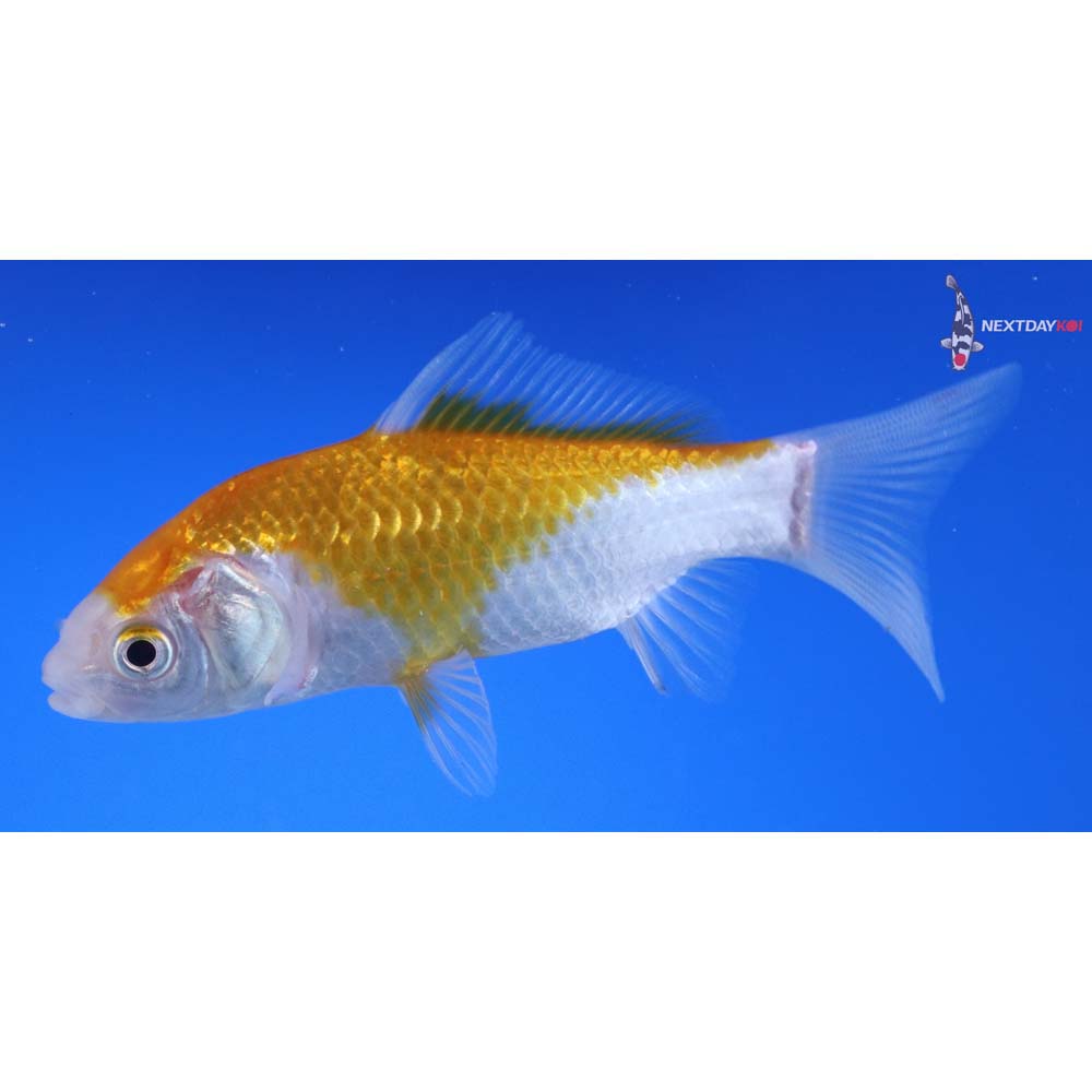 4” Imported Yellow Sarasa Comet