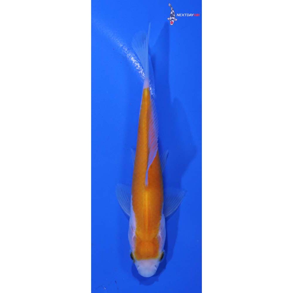 4” Imported Yellow Sarasa Comet