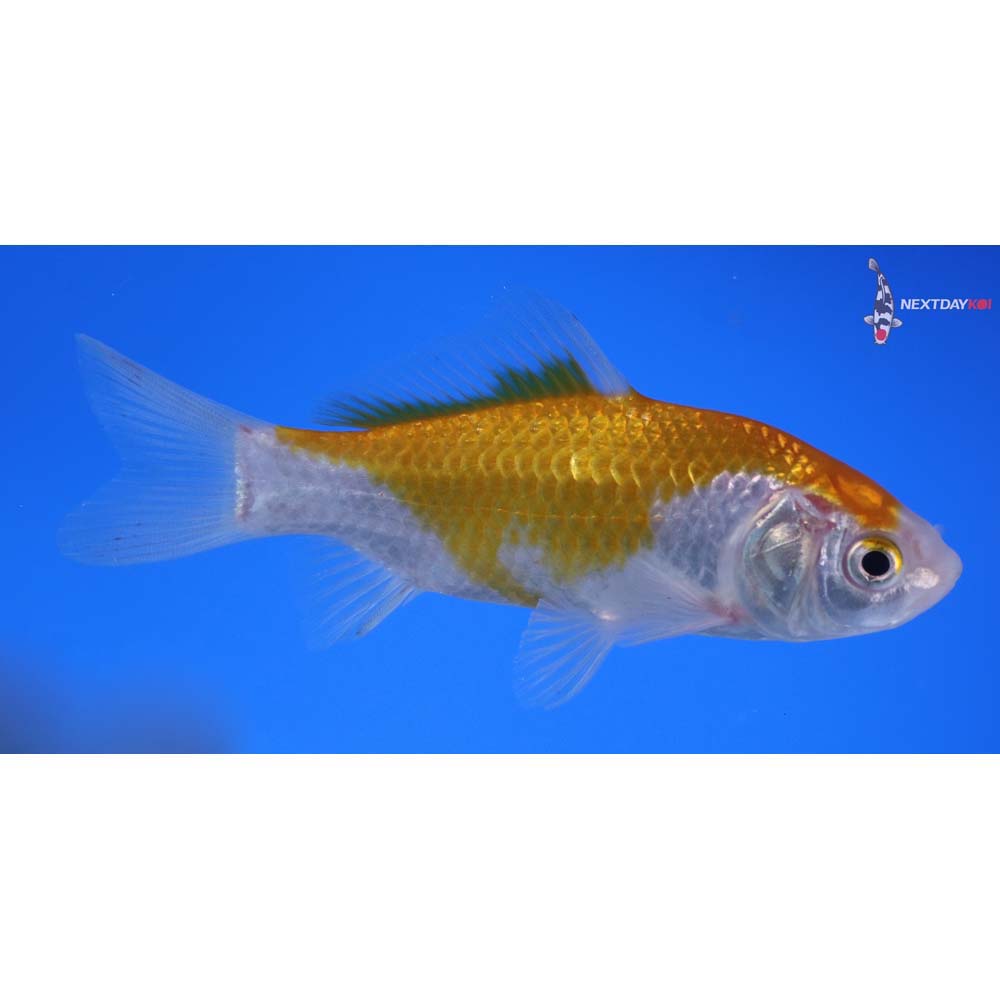 4” Imported Yellow Sarasa Comet