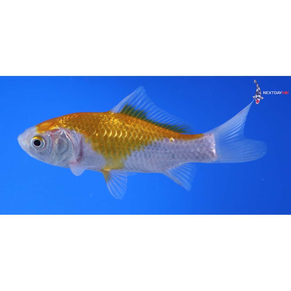 4” Imported Yellow Sarasa Comet