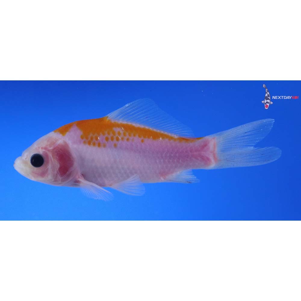 4.5” Imported Yellow Sarasa Comet
