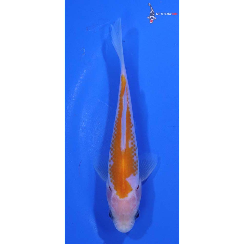 4.5” Imported Yellow Sarasa Comet