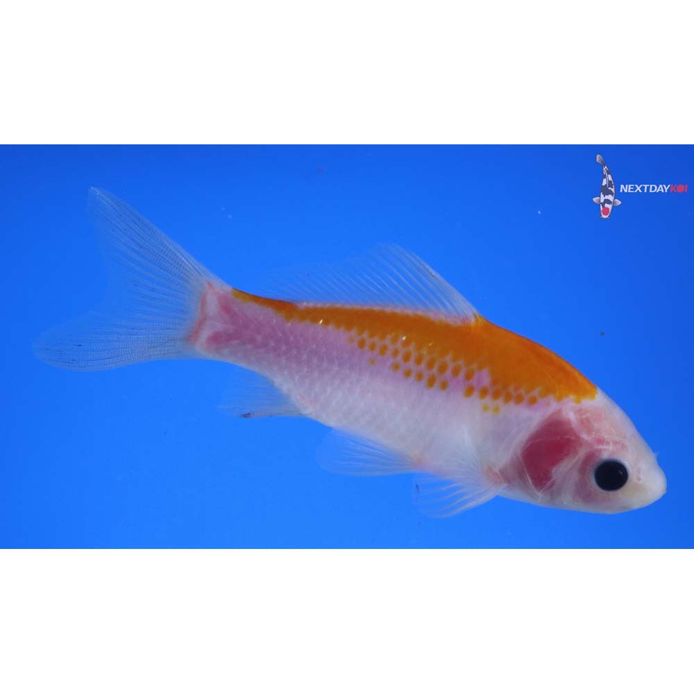 4.5” Imported Yellow Sarasa Comet
