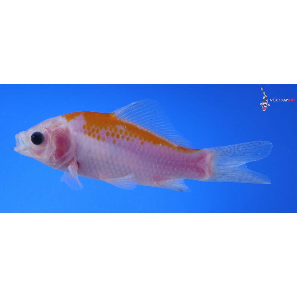 4.5” Imported Yellow Sarasa Comet