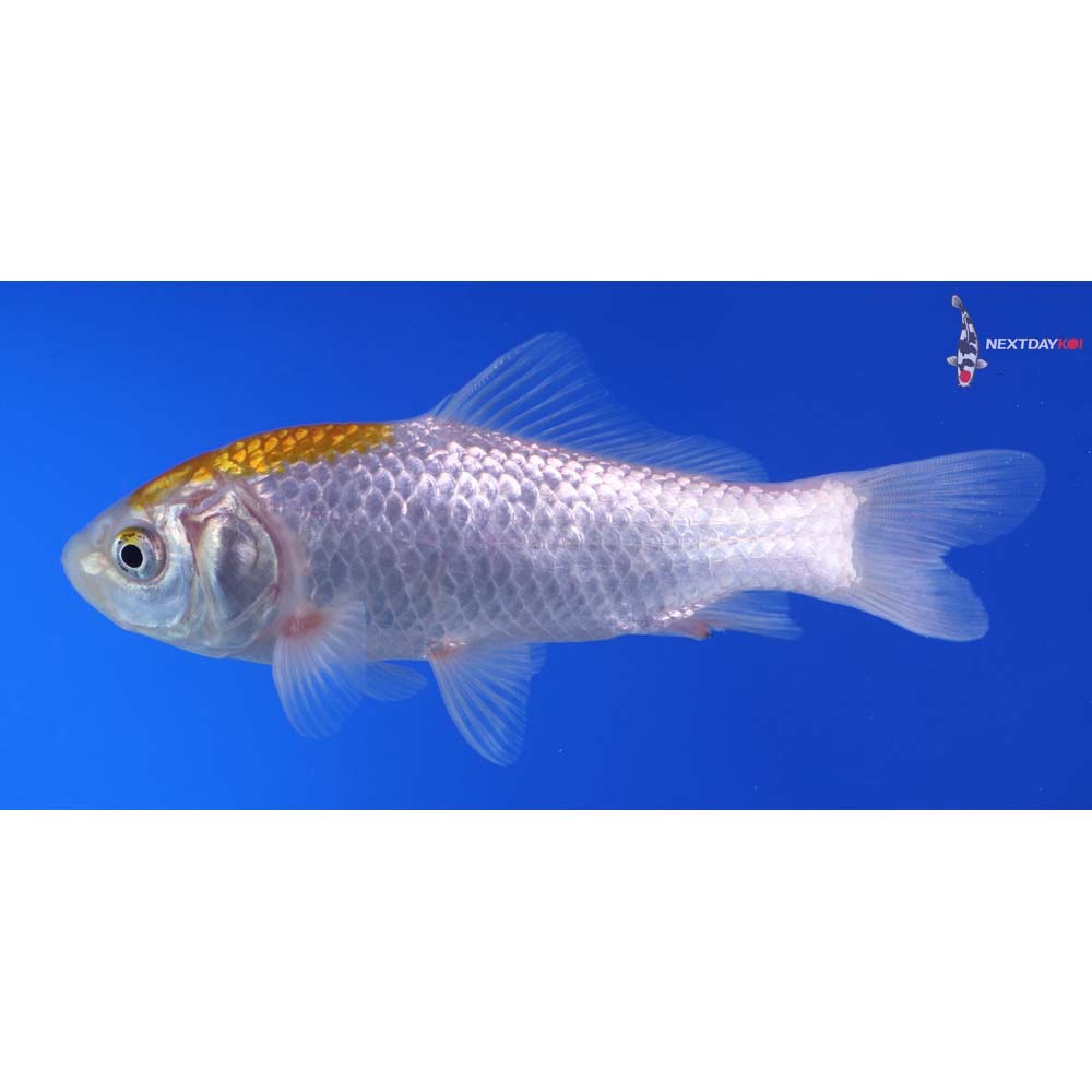 4.5” Imported Yellow Sarasa Comet
