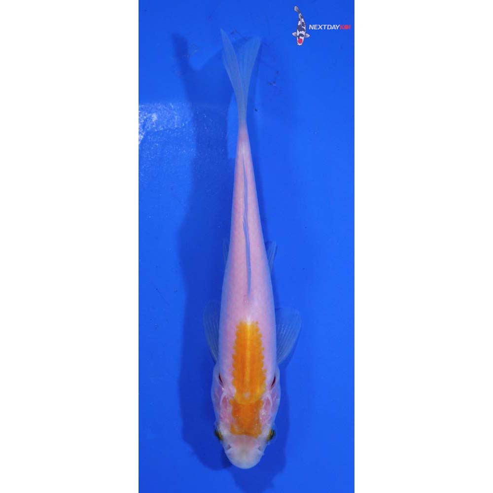 4.5” Imported Yellow Sarasa Comet