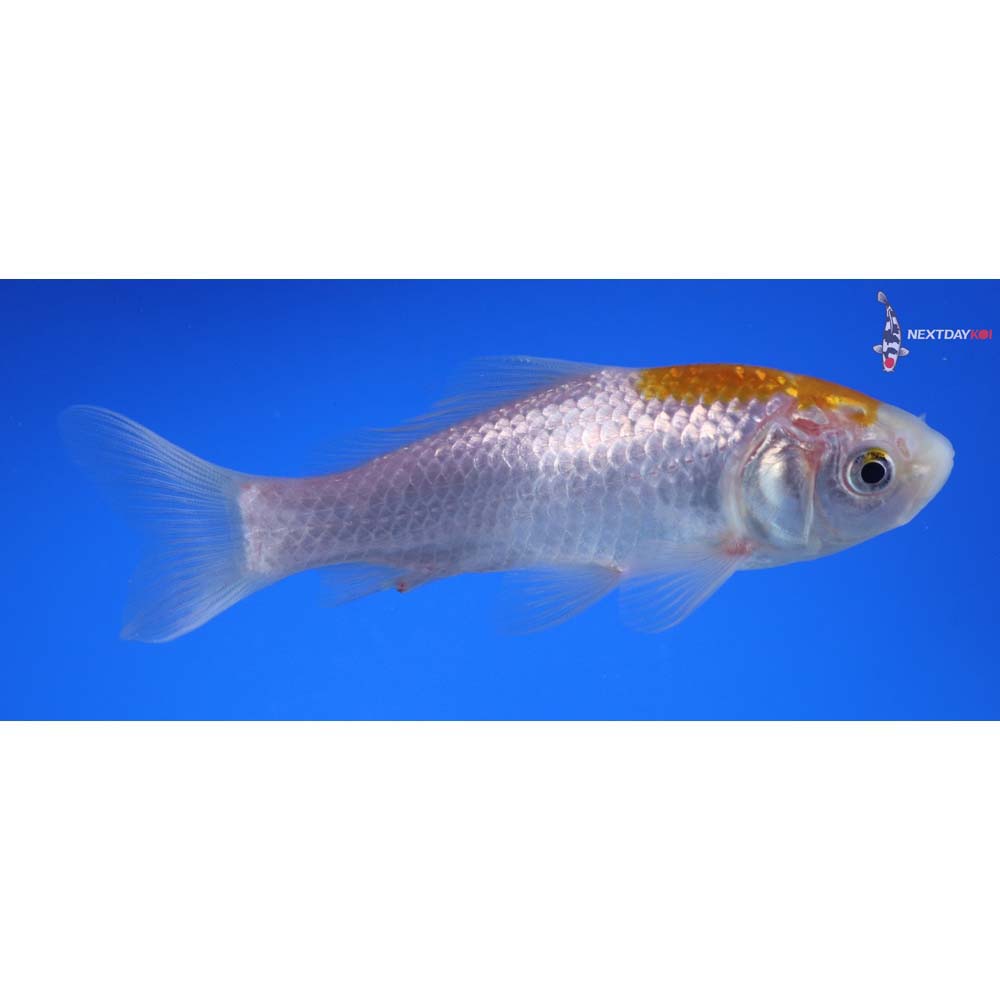 4.5” Imported Yellow Sarasa Comet