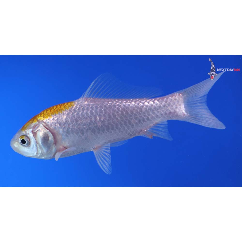 4.5” Imported Yellow Sarasa Comet