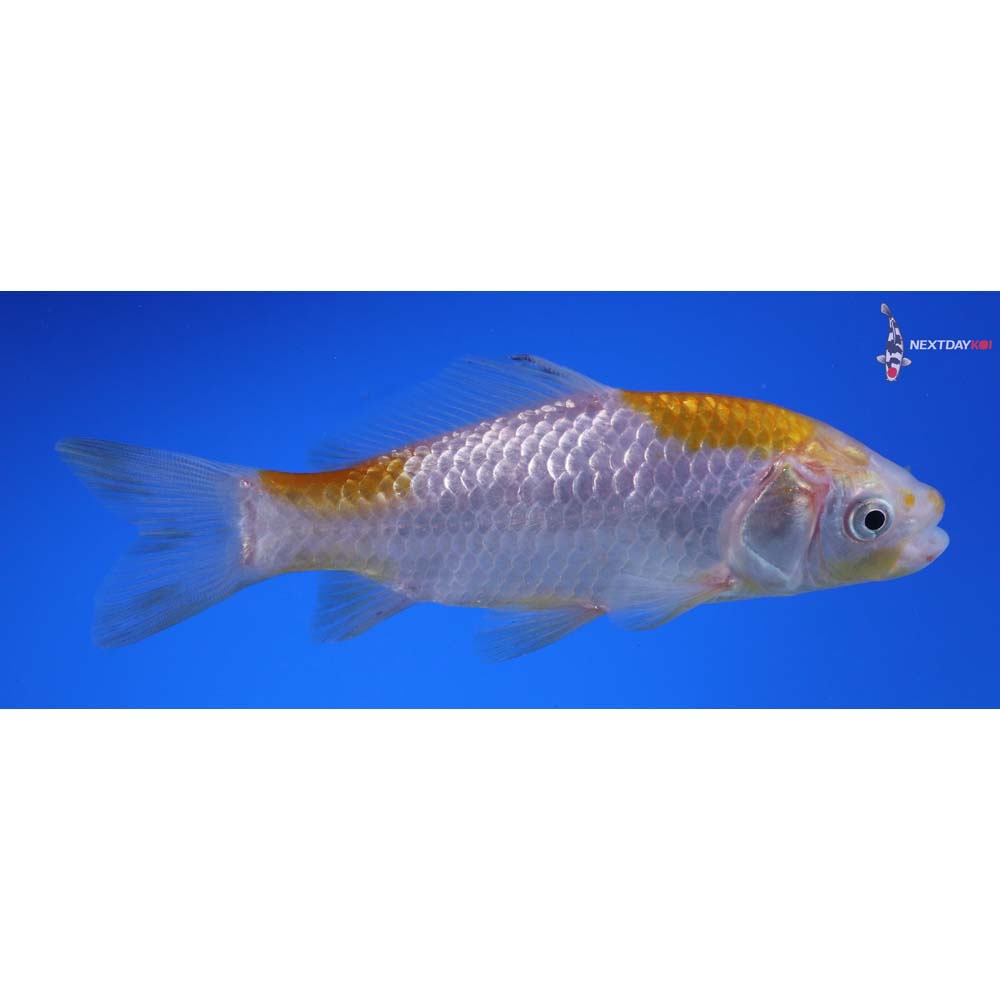 4.5” Imported Yellow Sarasa Comet