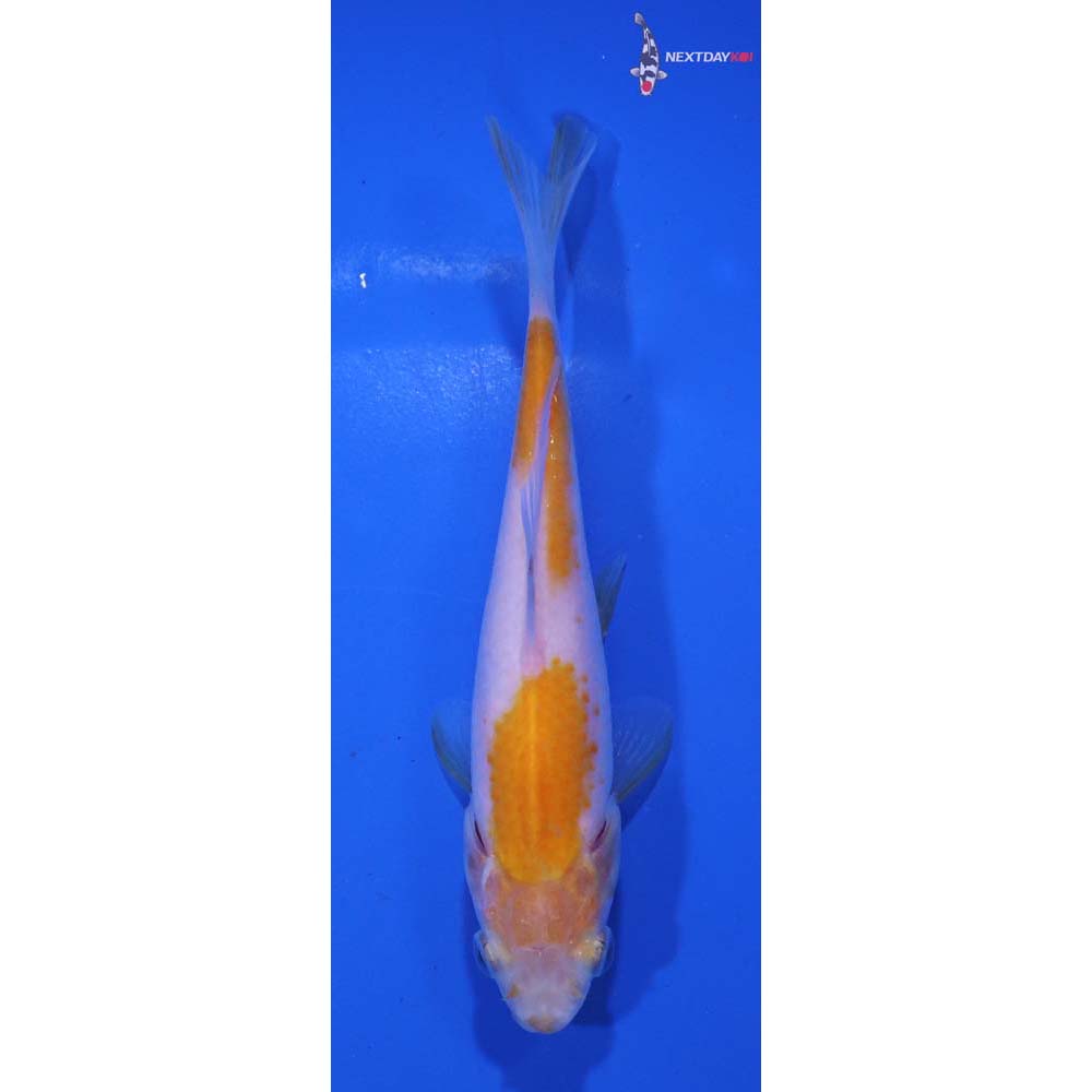 4.5” Imported Yellow Sarasa Comet