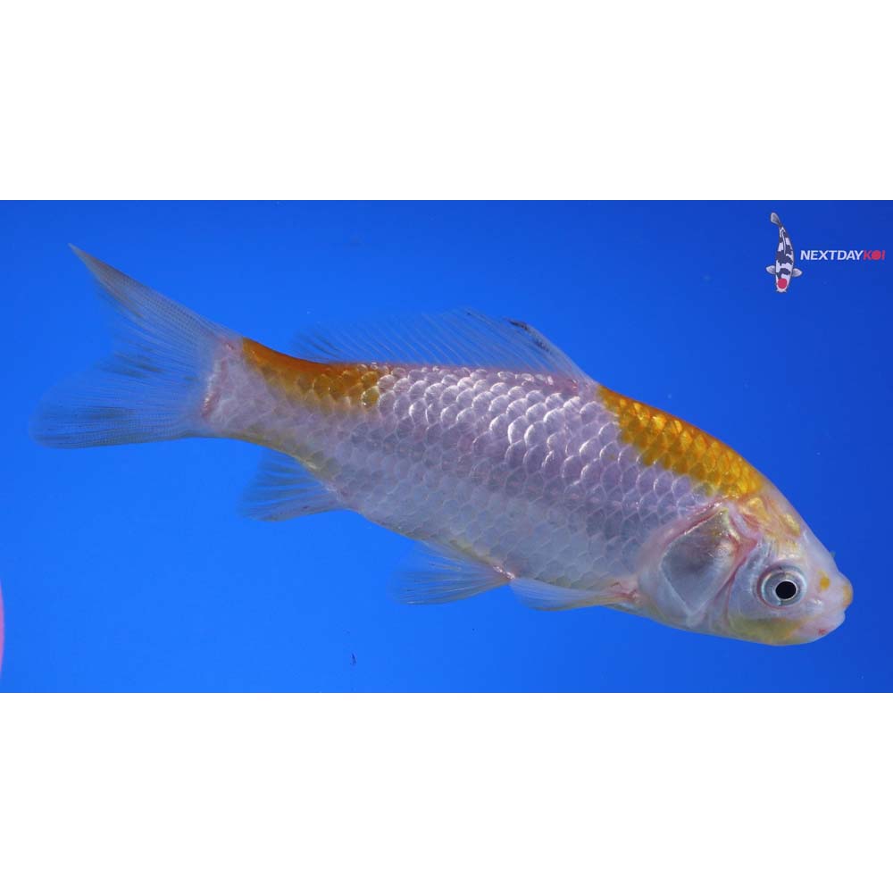 4.5” Imported Yellow Sarasa Comet