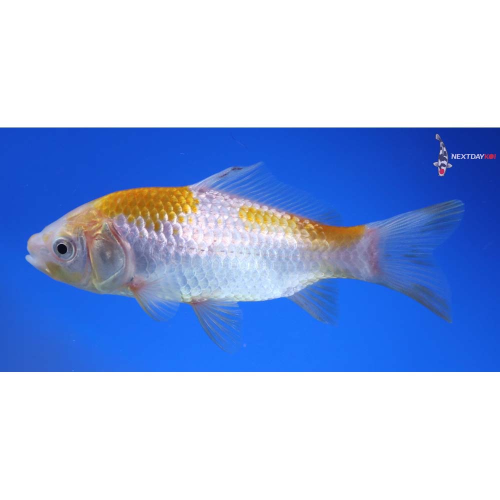 4.5” Imported Yellow Sarasa Comet