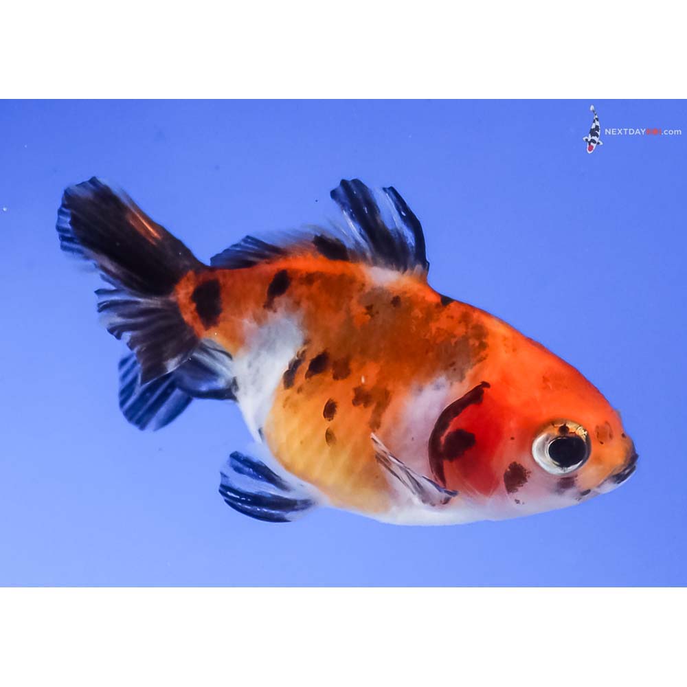 2.5” Imported Calico Fantail