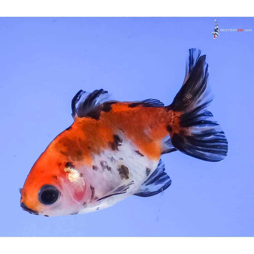 2.5” Imported Calico Fantail