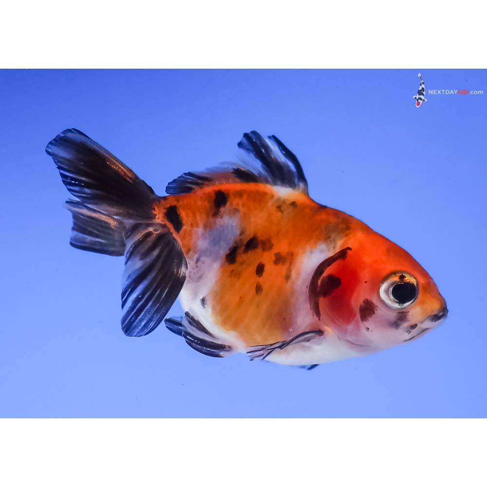 2.5” Imported Calico Fantail