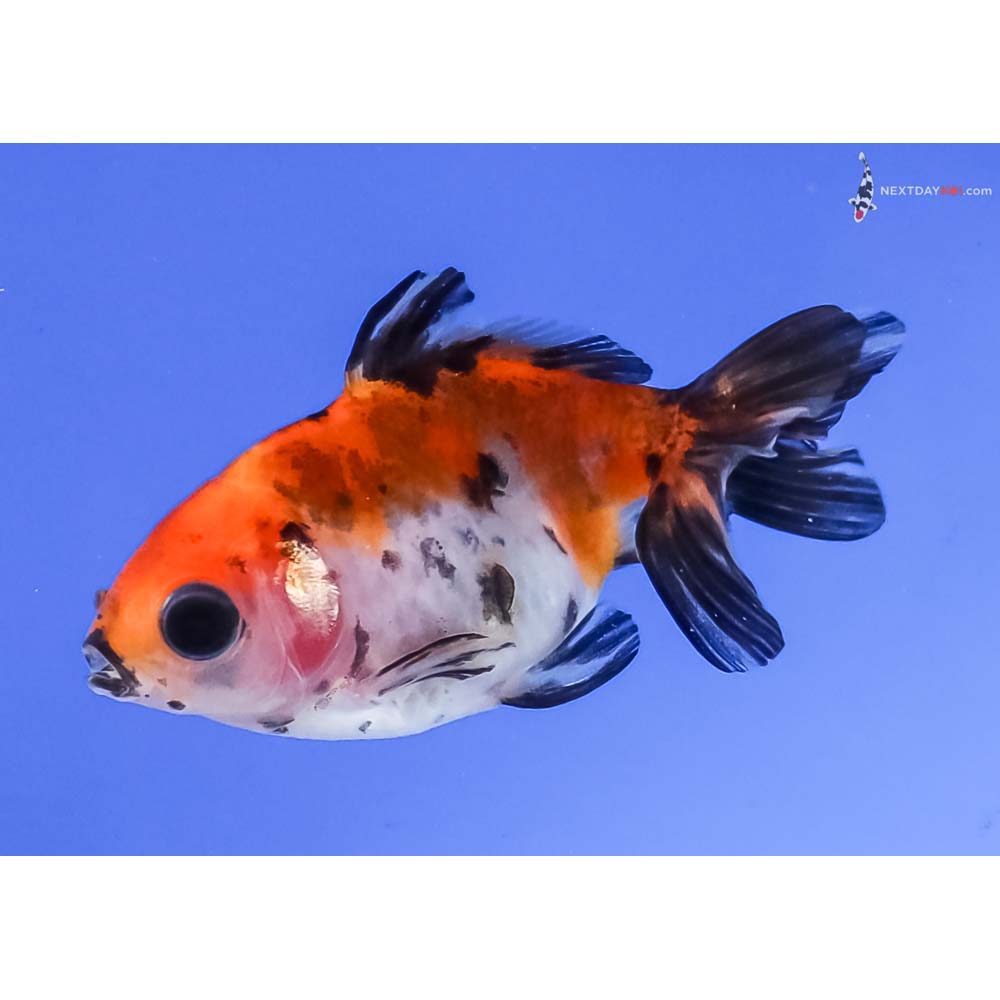 2.5” Imported Calico Fantail