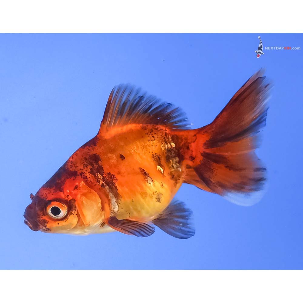 2” Imported Calico Ryukin
