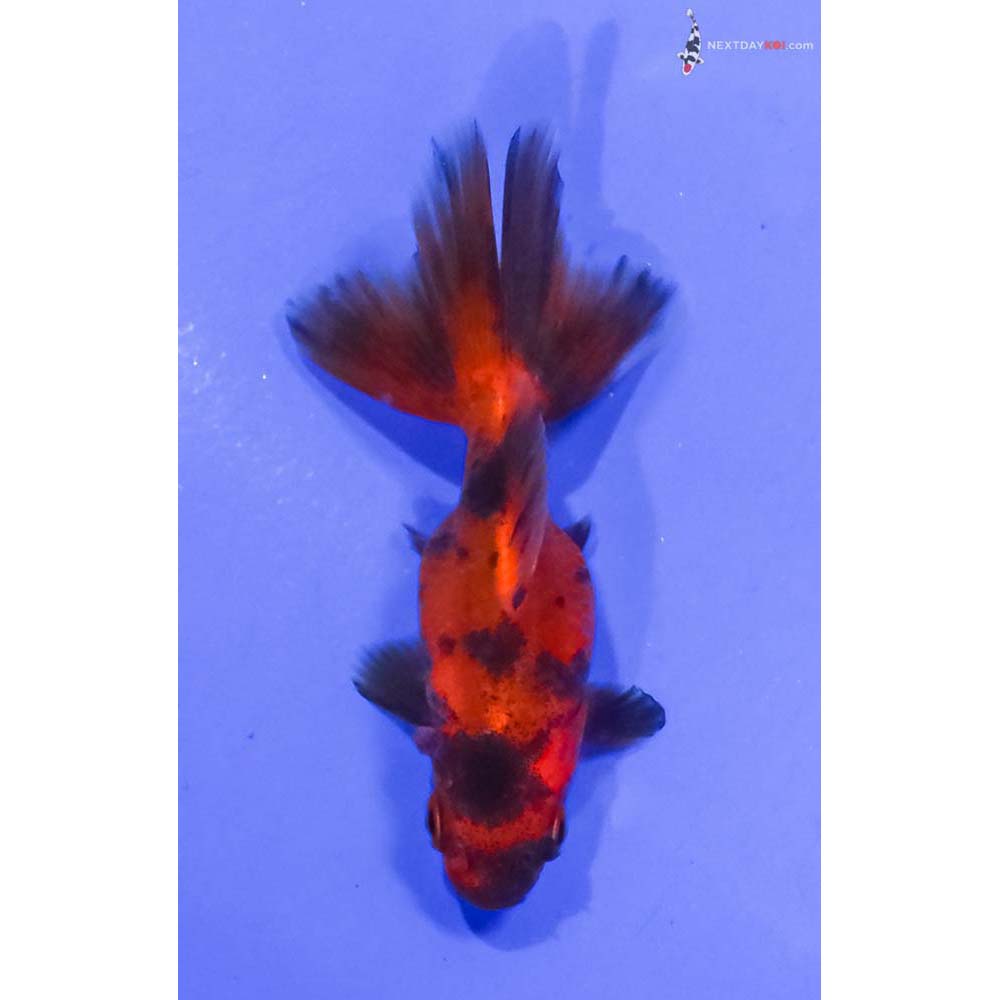 2” Imported Calico Ryukin