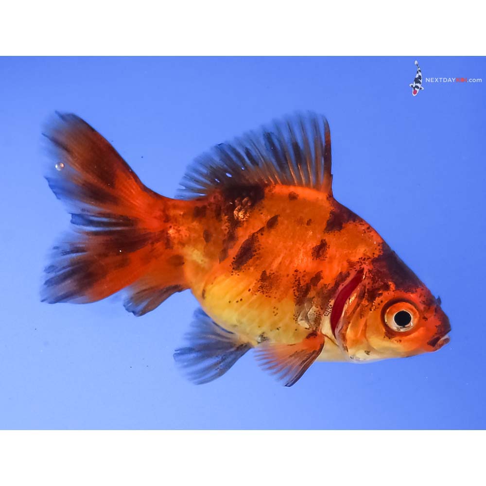 2” Imported Calico Ryukin