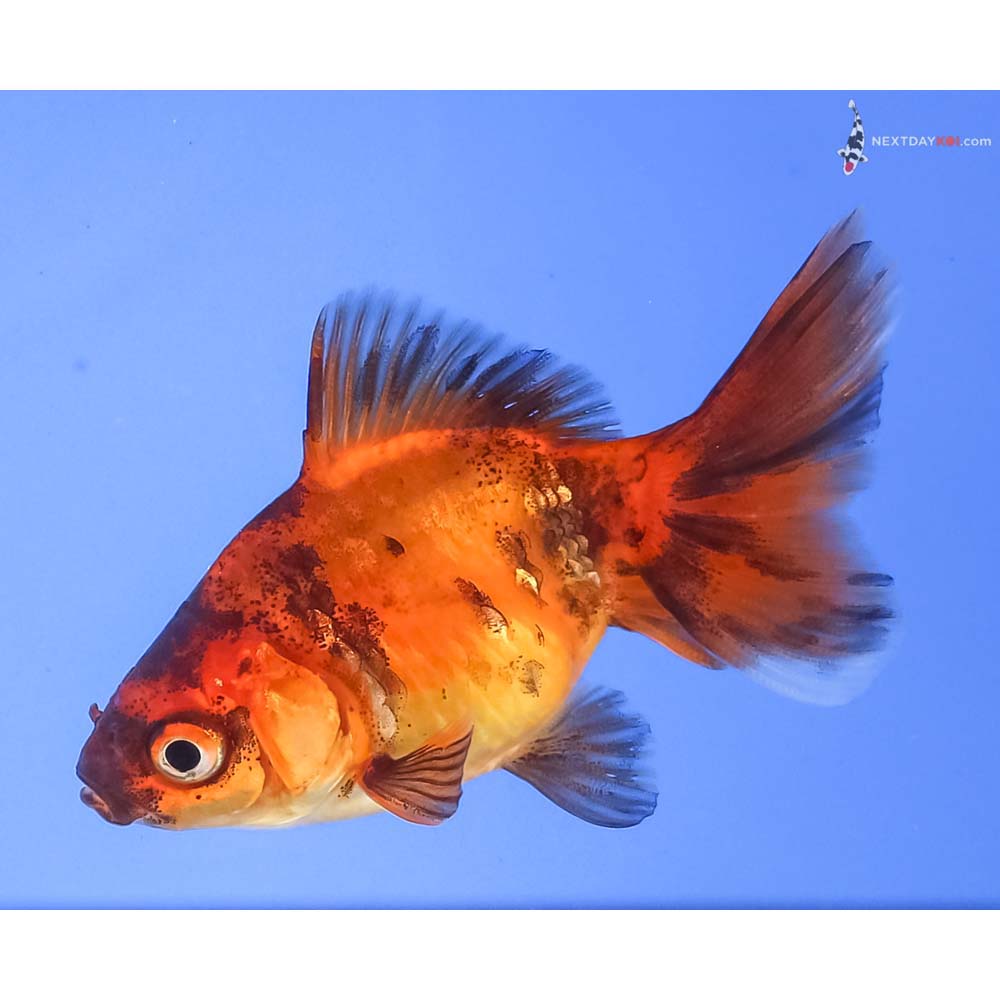 2” Imported Calico Ryukin
