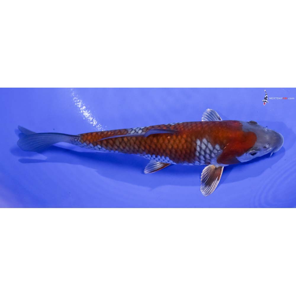 6.5” Imported Ochiba Shigure