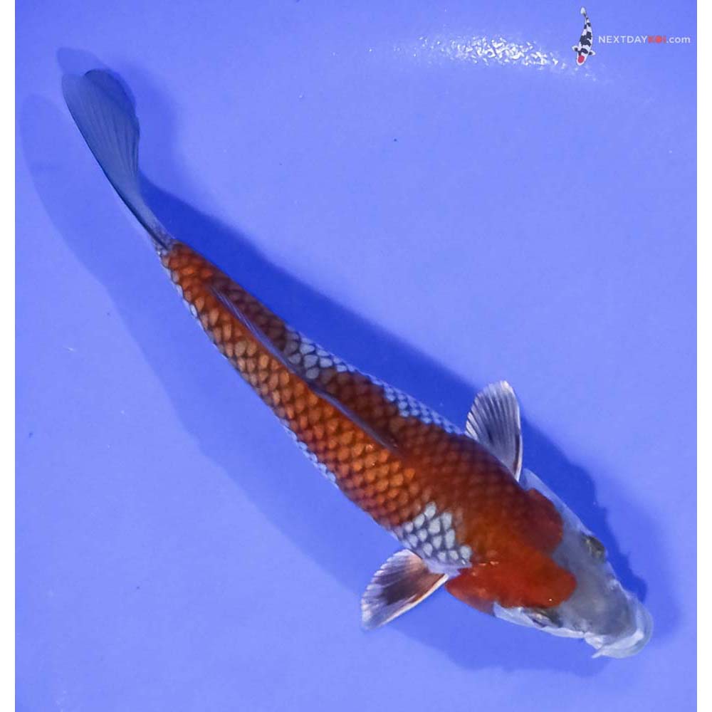 6.5” Imported Ochiba Shigure