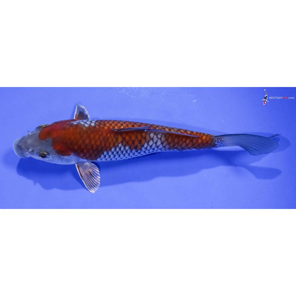 6.5” Imported Ochiba Shigure
