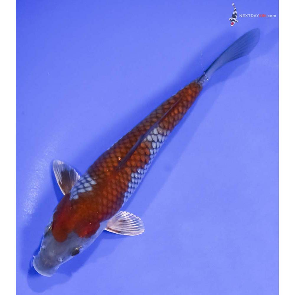 6.5” Imported Ochiba Shigure