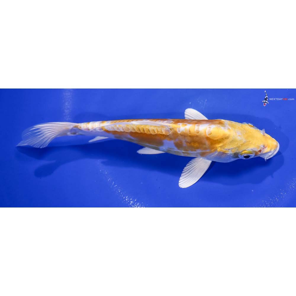 7” Imported Doitsu Lemon Hariwake
