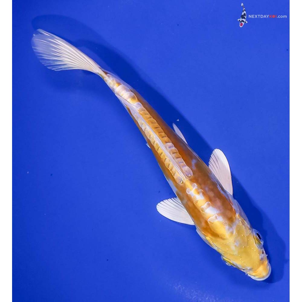 7” Imported Doitsu Lemon Hariwake