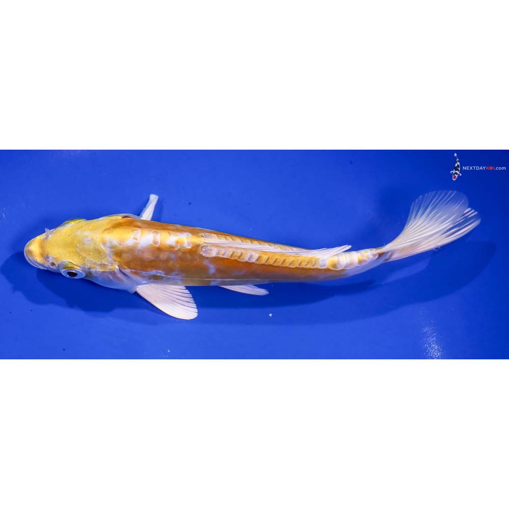 7” Imported Doitsu Lemon Hariwake