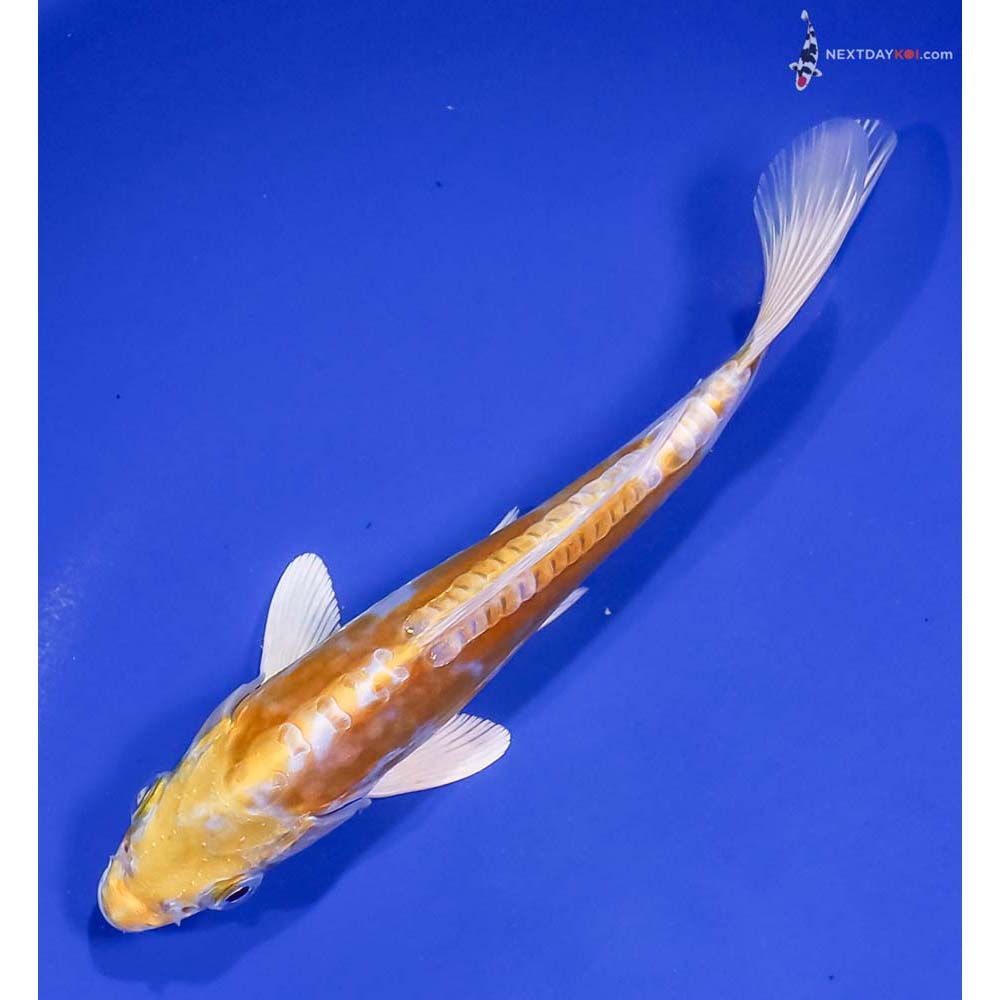 7” Imported Doitsu Lemon Hariwake