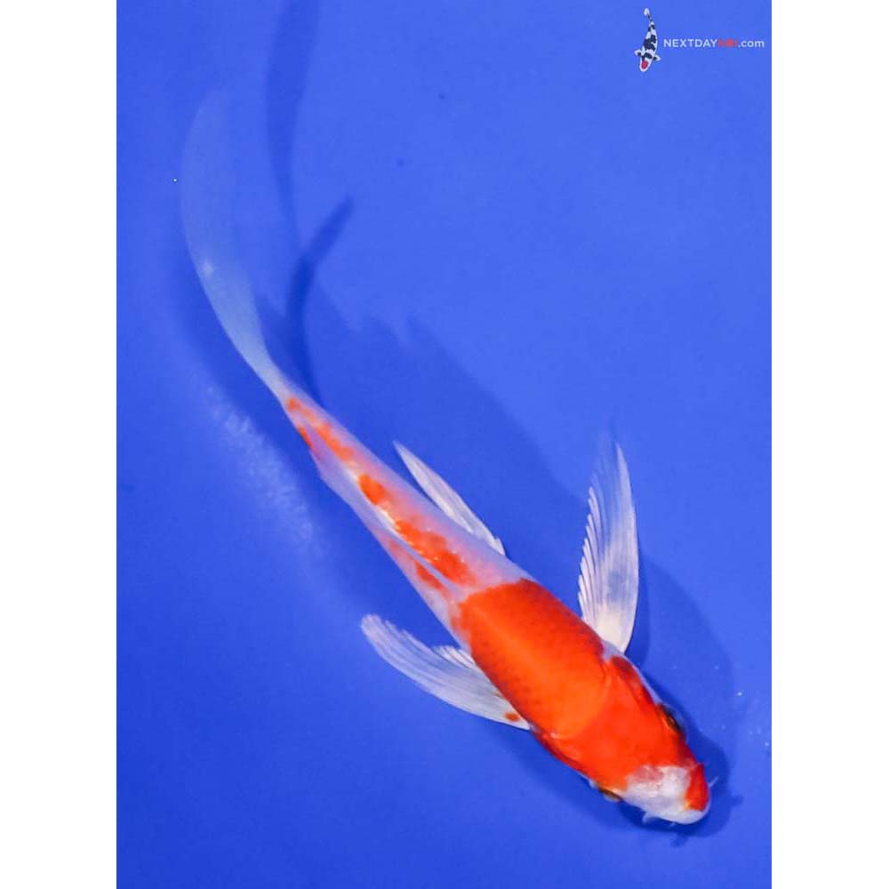 4.5” Imported Hariwake Butterfly Koi