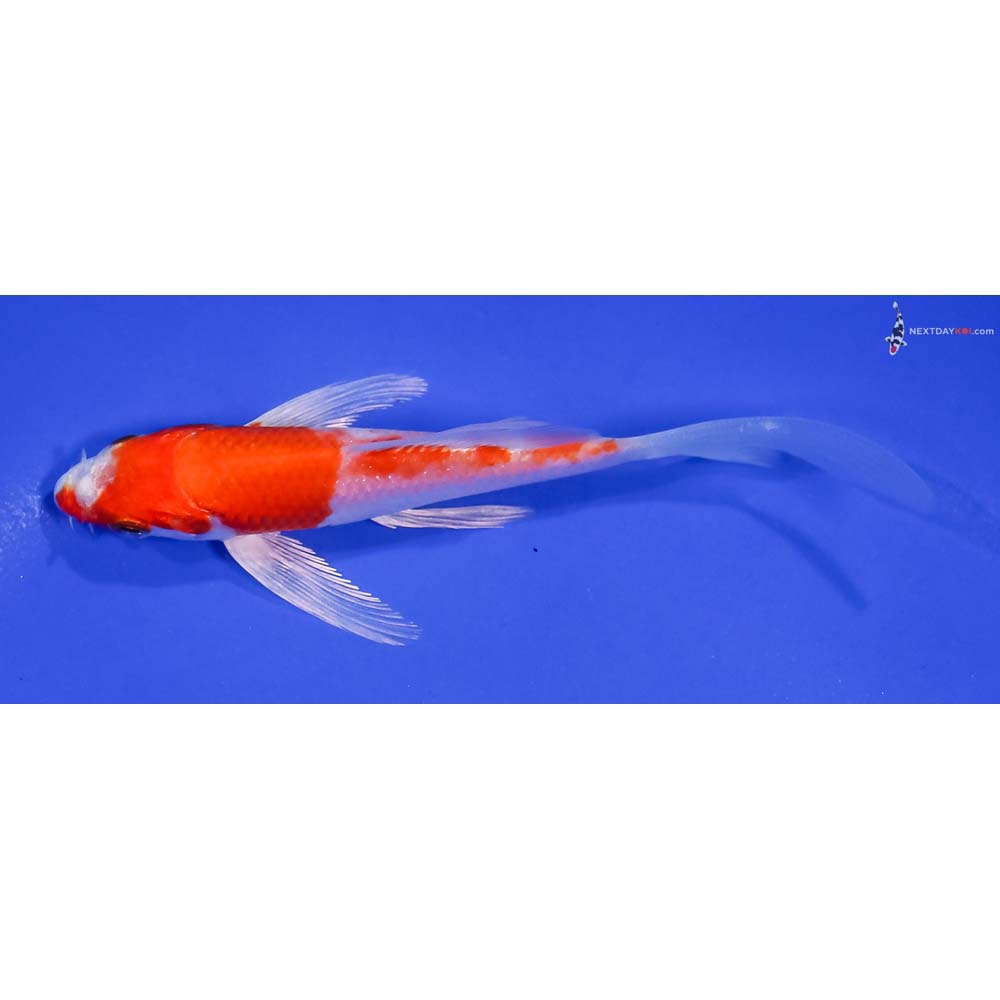 4.5” Imported Hariwake Butterfly Koi