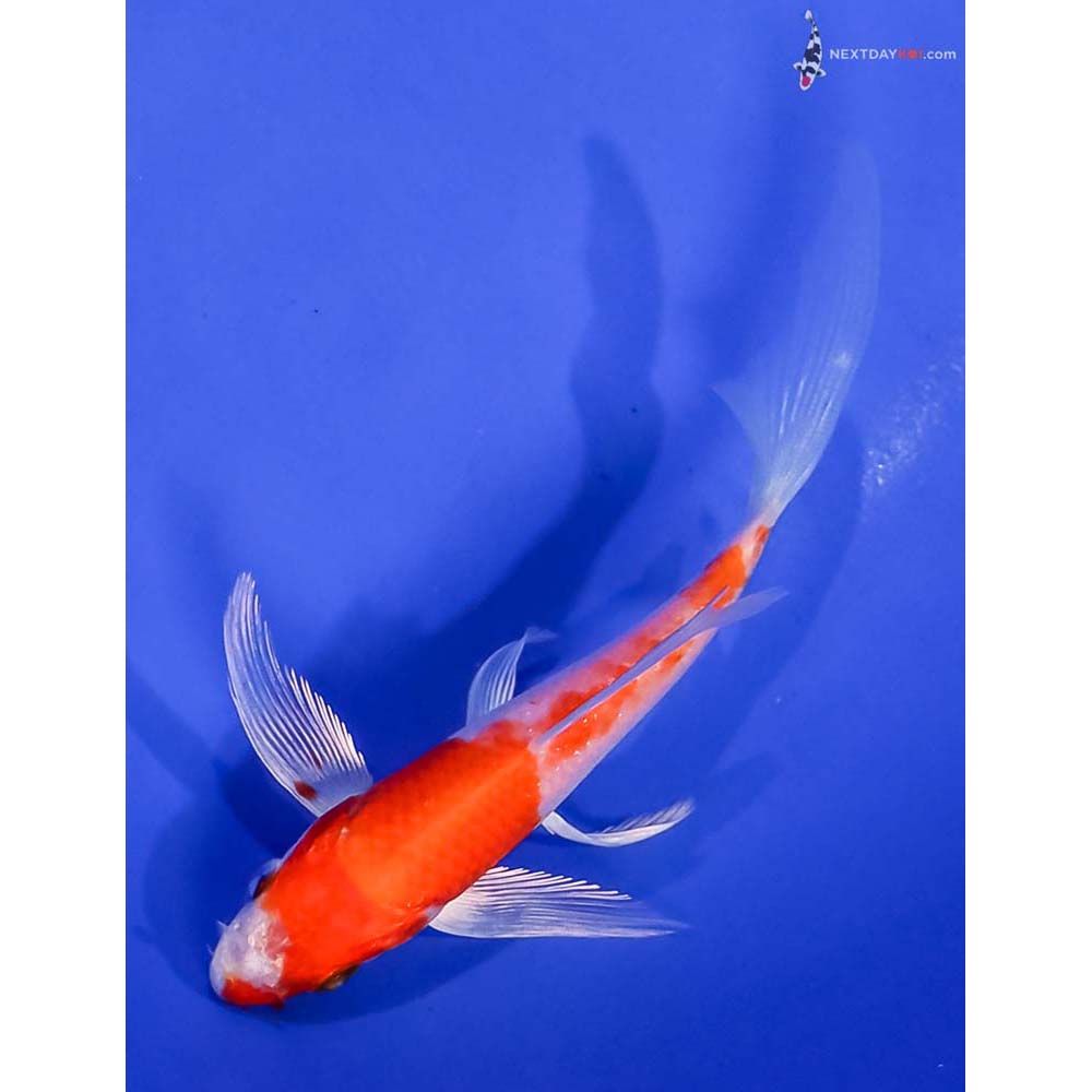 4.5” Imported Hariwake Butterfly Koi