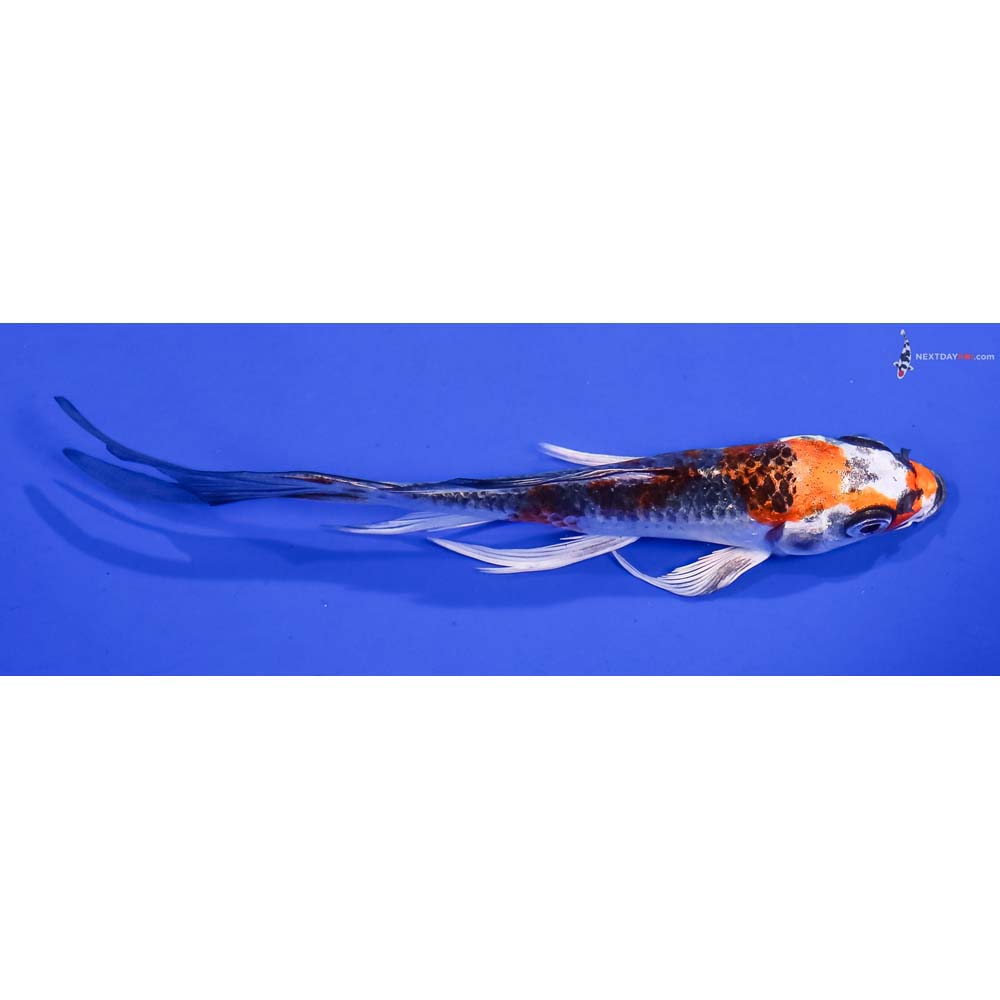 5” Imported Kujaku Butterfly Koi