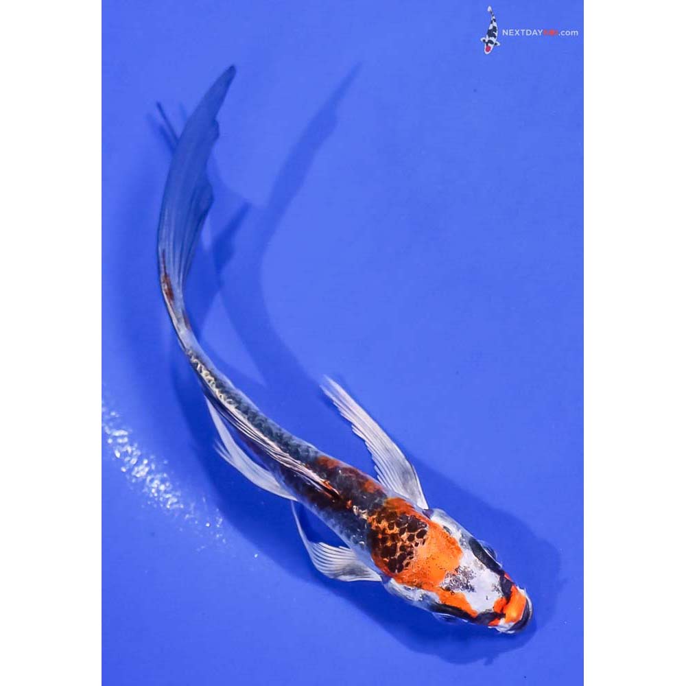 5” Imported Kujaku Butterfly Koi