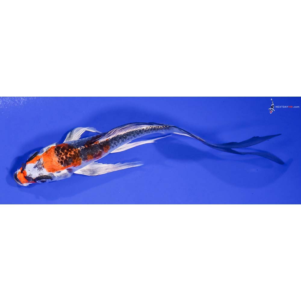 5” Imported Kujaku Butterfly Koi