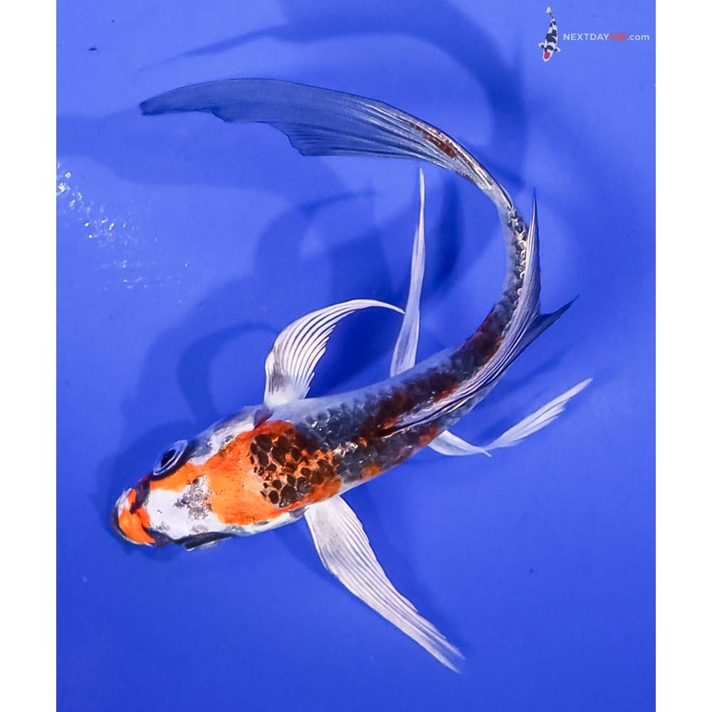 5” Imported Kujaku Butterfly Koi